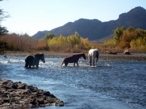 Wild horses on the Salt River